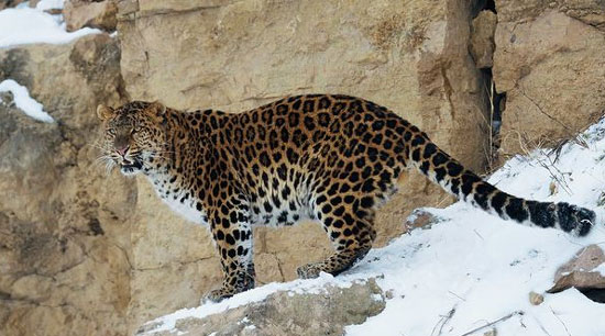 Picture 3 of 10 endangered animals
