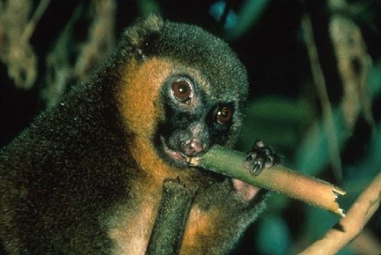 Picture 4 of 10 endangered animals