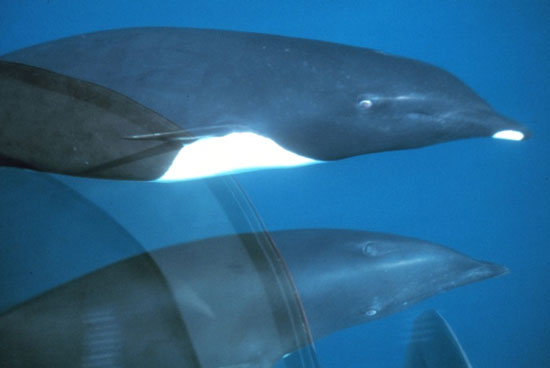 Picture 5 of 10 endangered animals