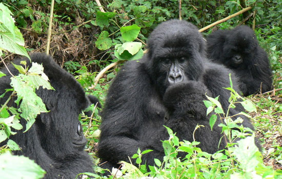 Picture 6 of 10 endangered animals