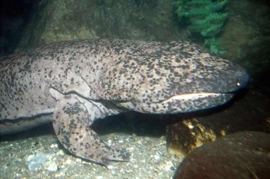 Picture 9 of 10 endangered animals