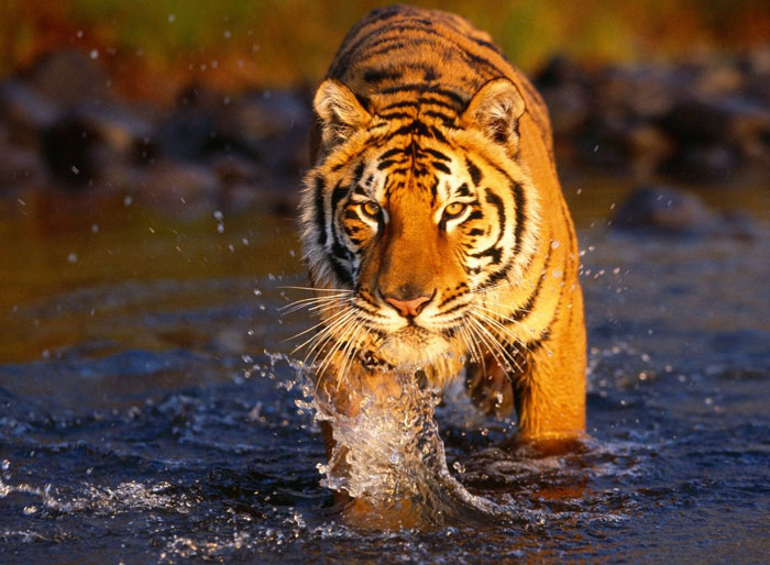 Picture 7 of 10 endangered species in 2012
