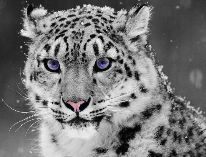 Picture 8 of 10 endangered species in 2012