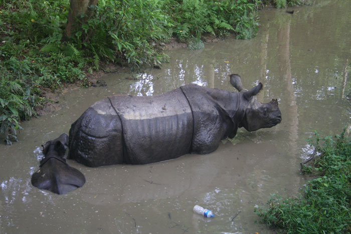 Picture 9 of 10 endangered species in 2012