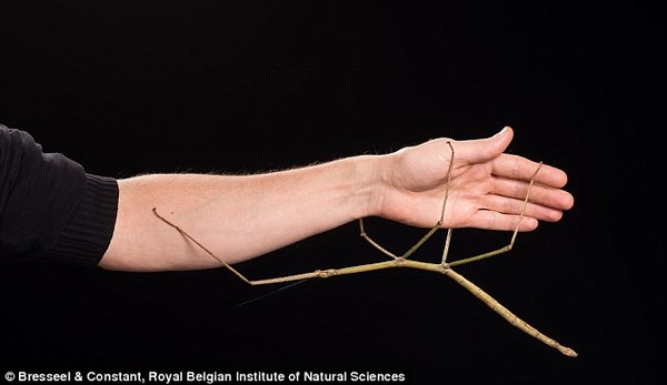 Picture 4 of 10 exotic insects in Vietnam