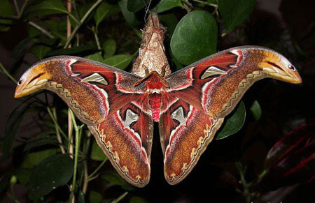 Picture 7 of 10 exotic insects in Vietnam