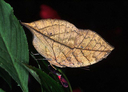 Picture 8 of 10 exotic insects in Vietnam
