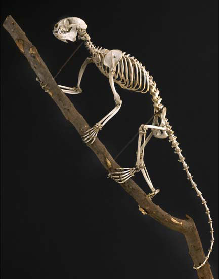 Picture 4 of 10 exotic mammals