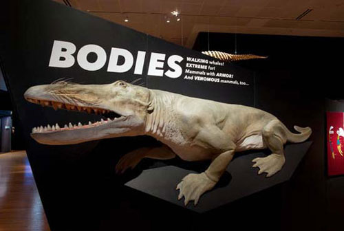Picture 5 of 10 exotic mammals