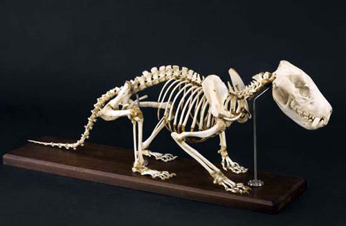 Picture 6 of 10 exotic mammals