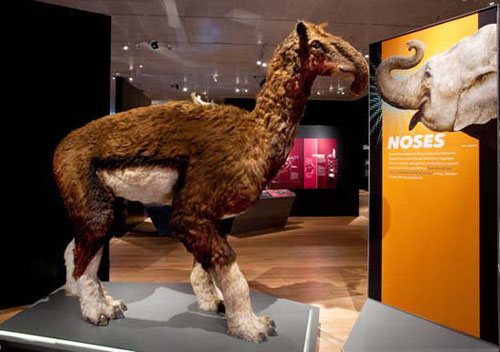 Picture 7 of 10 exotic mammals