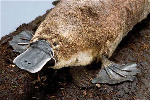 Picture 8 of 10 exotic mammals