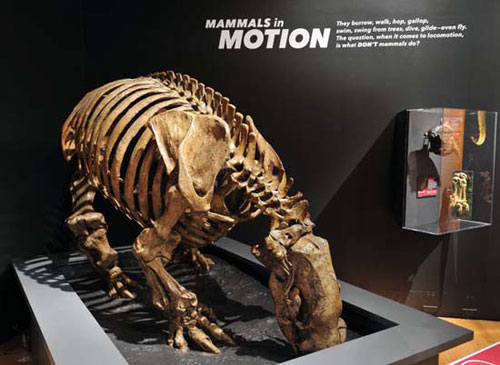 Picture 9 of 10 exotic mammals