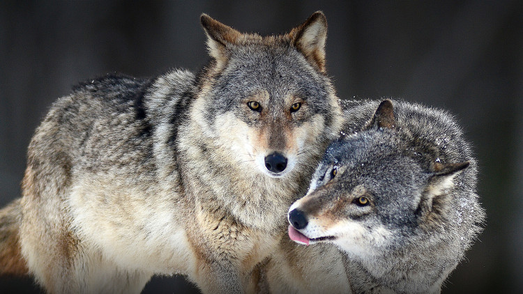 Picture 1 of 10 facts about animals that you probably haven't heard before