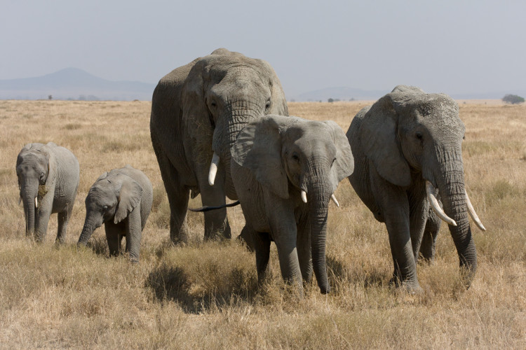 Picture 2 of 10 facts about animals that you probably haven't heard before
