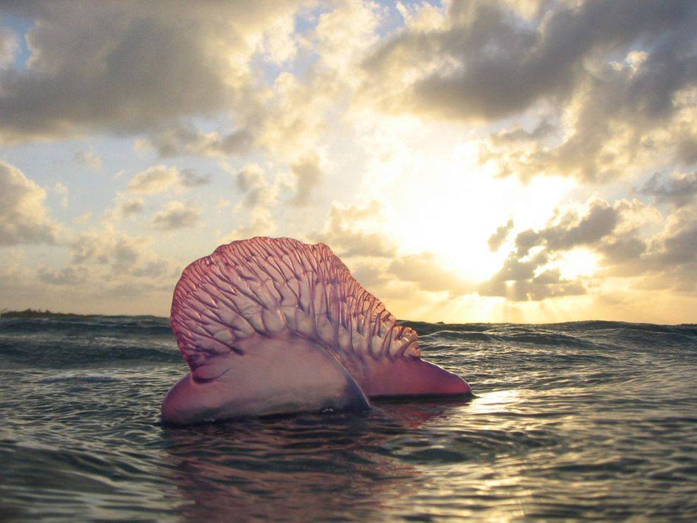 Picture 10 of 10 giant animals on the ocean floor