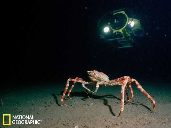Picture 7 of 10 giant animals on the ocean floor