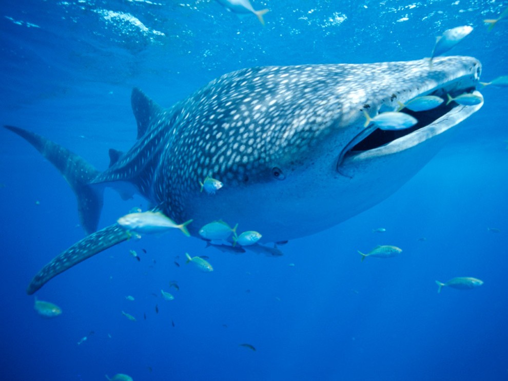 Picture 8 of 10 giant animals on the ocean floor