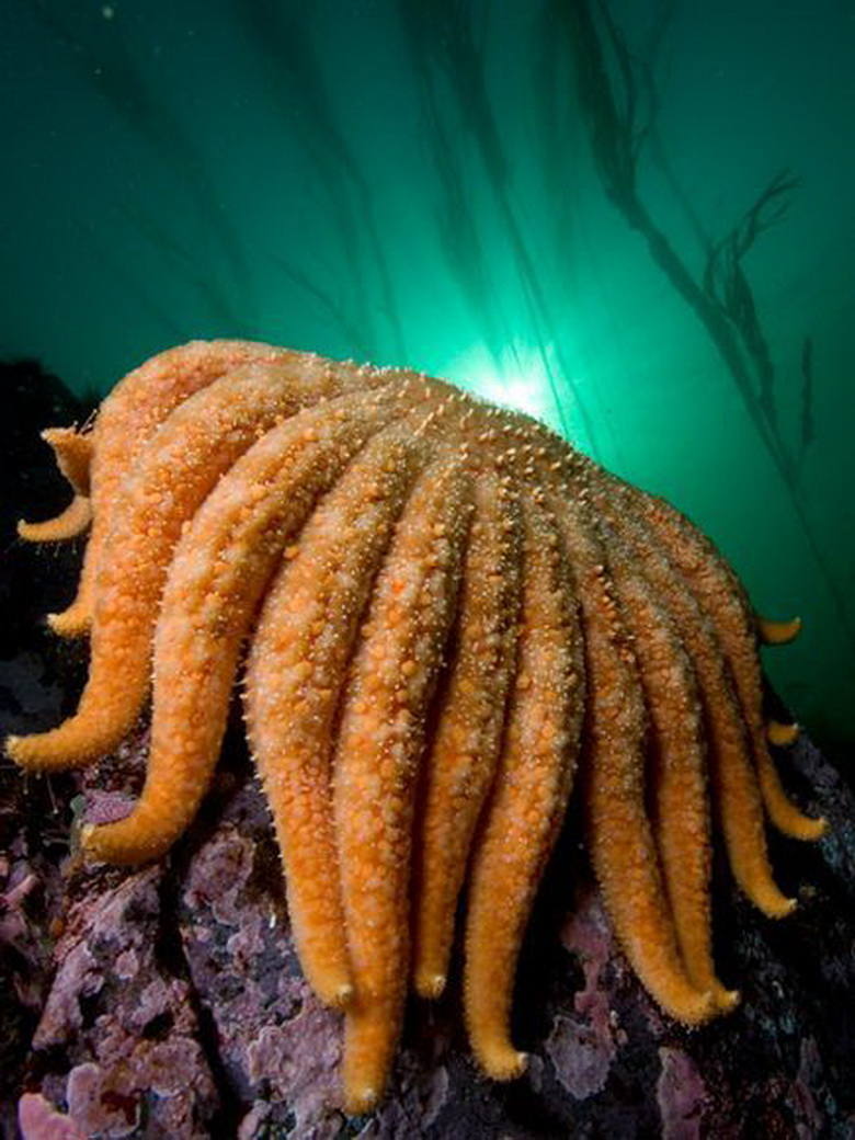 Picture 9 of 10 giant animals on the ocean floor