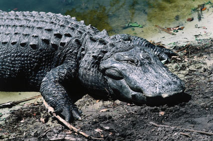 Picture 3 of 10 great mothers in the animal world