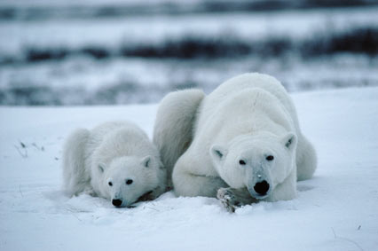 Picture 4 of 10 great mothers in the animal world