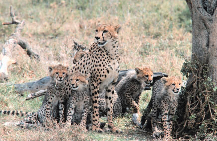 Picture 5 of 10 great mothers in the animal world
