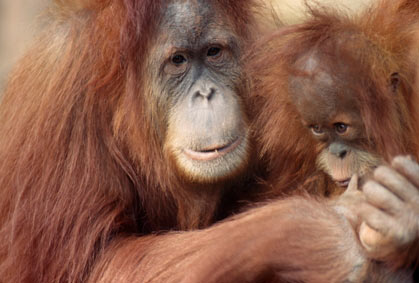 Picture 7 of 10 great mothers in the animal world
