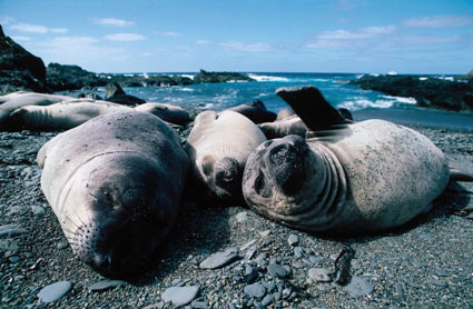 Picture 9 of 10 great mothers in the animal world