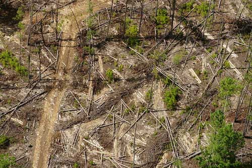 Picture 11 of 10 'hot spots' about forest ecosystems