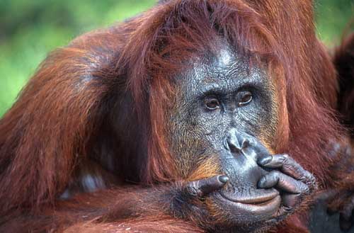 Picture 5 of 10 'hot spots' about forest ecosystems