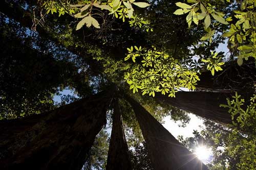 Picture 9 of 10 'hot spots' about forest ecosystems