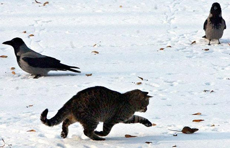 Picture 4 of 10 impressive photos of animals in 2008