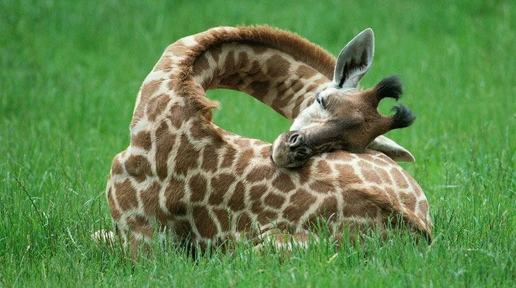 Picture 10 of 10 incredible facts about the world show that our knowledge is too little
