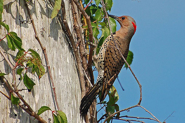 Picture 2 of 10 interesting secrets about the woodpecker