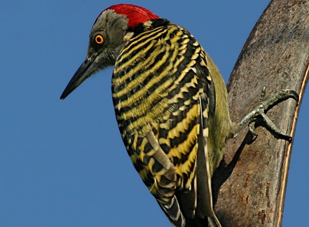 Picture 3 of 10 interesting secrets about the woodpecker