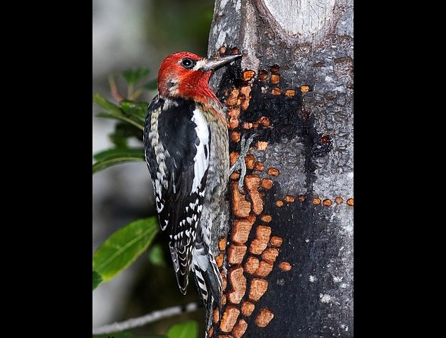 Picture 4 of 10 interesting secrets about the woodpecker