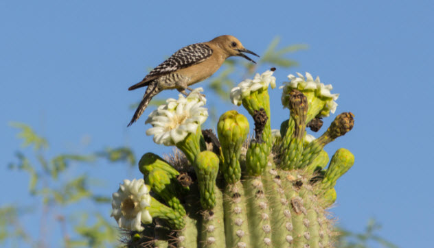 Picture 5 of 10 interesting secrets about the woodpecker
