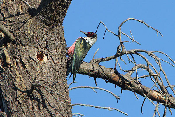 Picture 6 of 10 interesting secrets about the woodpecker