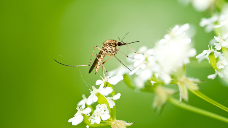 Picture 1 of 10 interesting things about mosquitoes