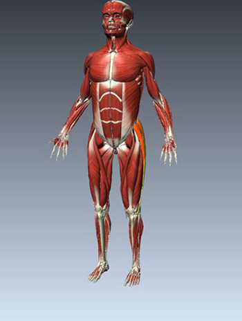 Picture 10 of 10 interesting things about the human skeleton
