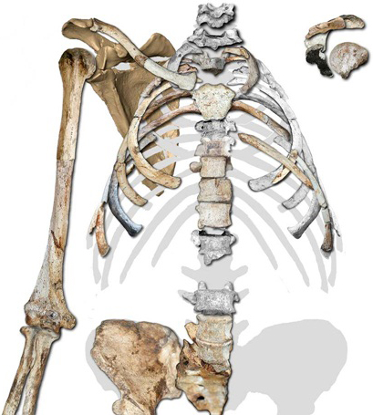 Picture 9 of 10 interesting things about the human skeleton