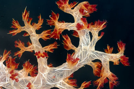 Picture 10 of 10 marine animals we have never seen