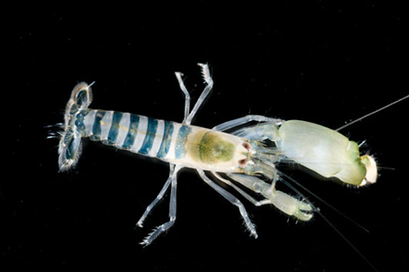 Picture 9 of 10 marine animals we have never seen