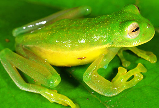 Picture 1 of 10 more amphibian species discovered