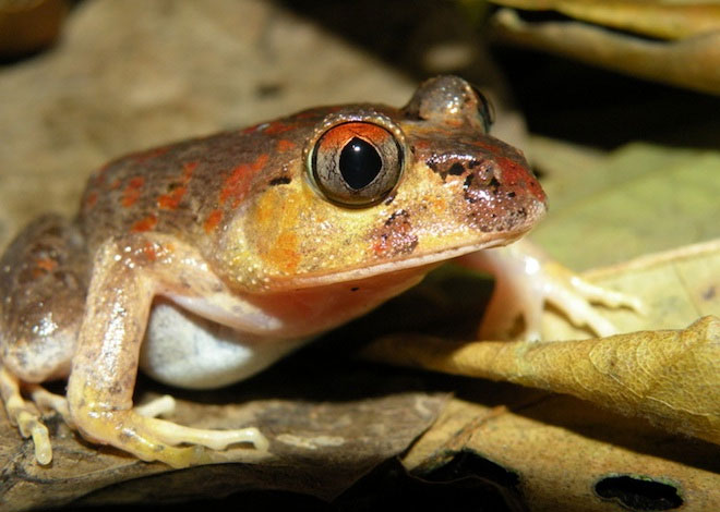 Picture 10 of 10 more amphibian species discovered