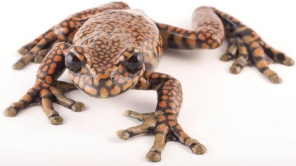 Picture 2 of 10 more amphibian species discovered