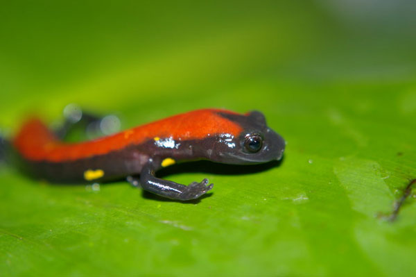 Picture 3 of 10 more amphibian species discovered