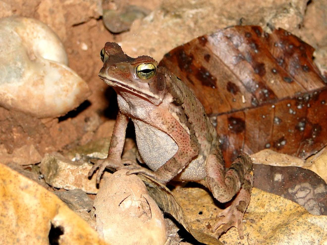 Picture 4 of 10 more amphibian species discovered