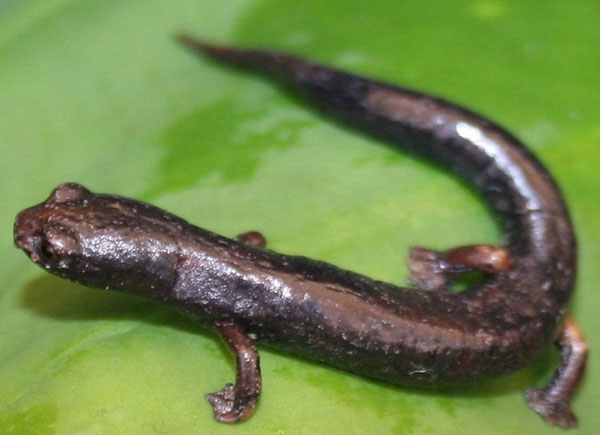 Picture 5 of 10 more amphibian species discovered