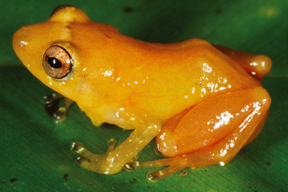 Picture 6 of 10 more amphibian species discovered